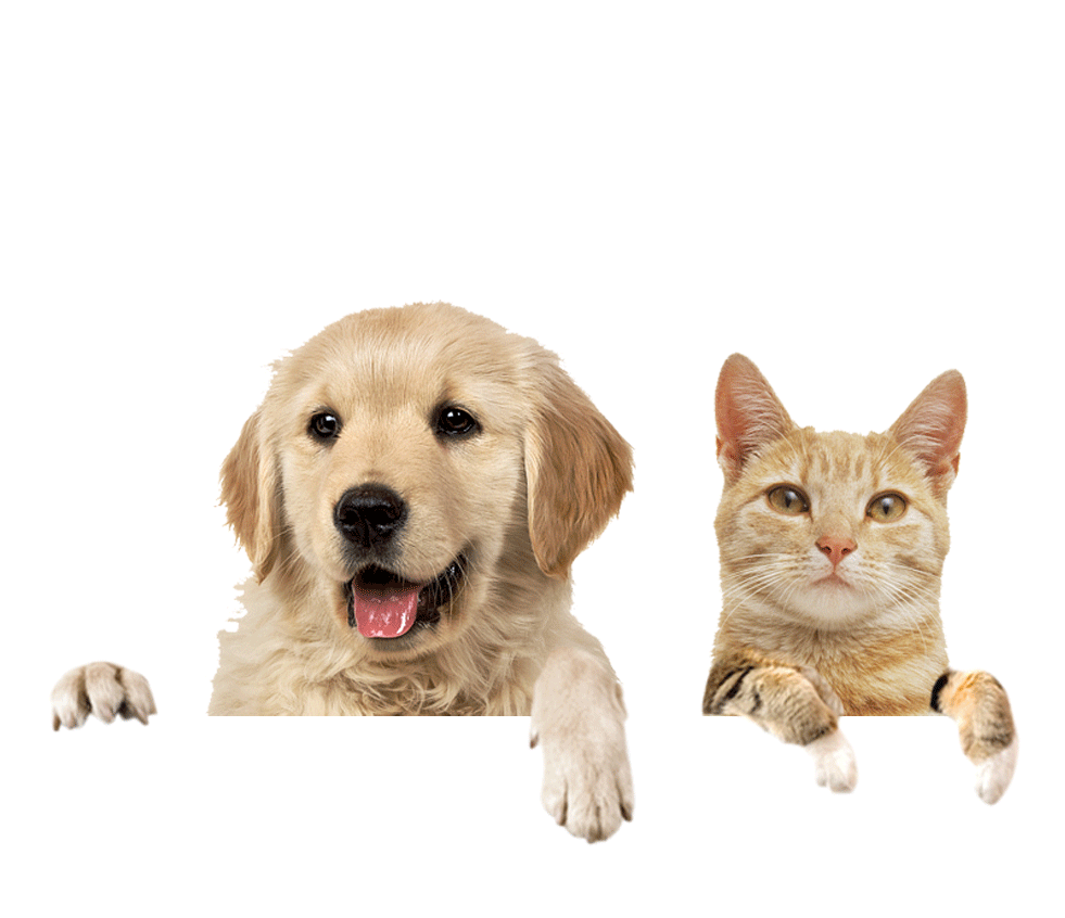 đồ dùng cho cả chó và mèo
