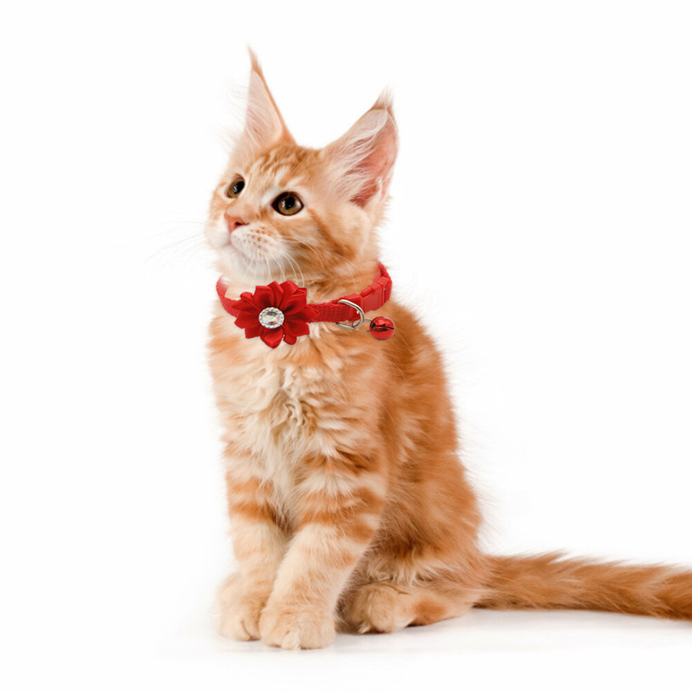 đồ dùng cho mèo