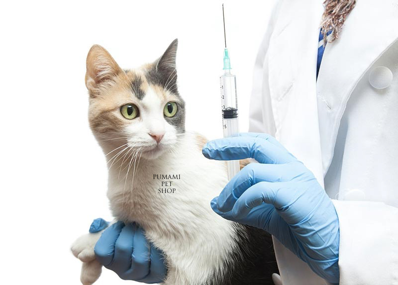 tiêm ngừa chó mèo