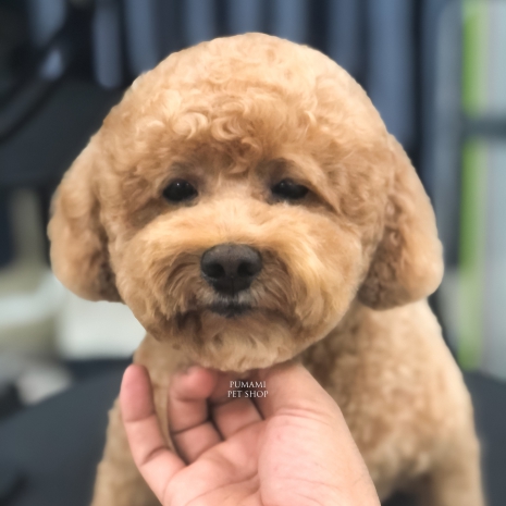 Giống chó Alaskan Malamute: khổng lồ liệu giá có rẻ?