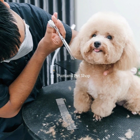Hãy dừng lại nếu bạn đang cho chó mèo ăn chay